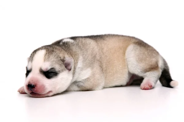 Adorable Cachorro Husky Siberiano Sobre Fondo Blanco — Foto de Stock