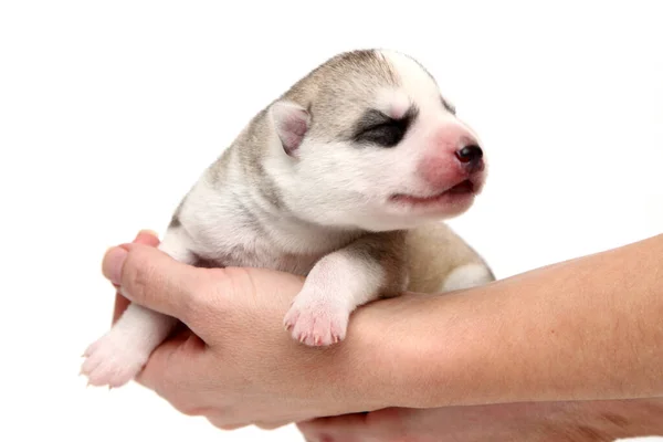 Adorável Siberian Husky Filhote Cachorro Mãos Humanas Sobre Fundo Branco — Fotografia de Stock