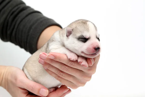 Adorável Siberian Husky Filhote Cachorro Mãos Humanas Sobre Fundo Branco — Fotografia de Stock