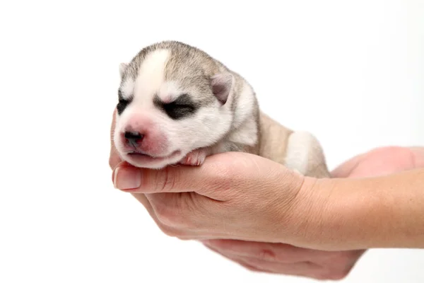 Adorável Siberian Husky Filhote Cachorro Mãos Humanas Sobre Fundo Branco — Fotografia de Stock