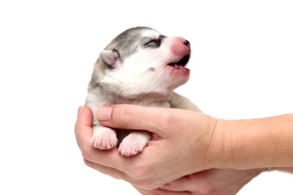 Adorable Cachorro Husky Siberiano Manos Humanas Sobre Fondo Blanco — Foto de Stock