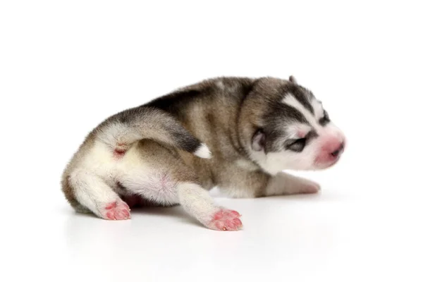 Schattige Siberische Husky Puppy Witte Achtergrond — Stockfoto