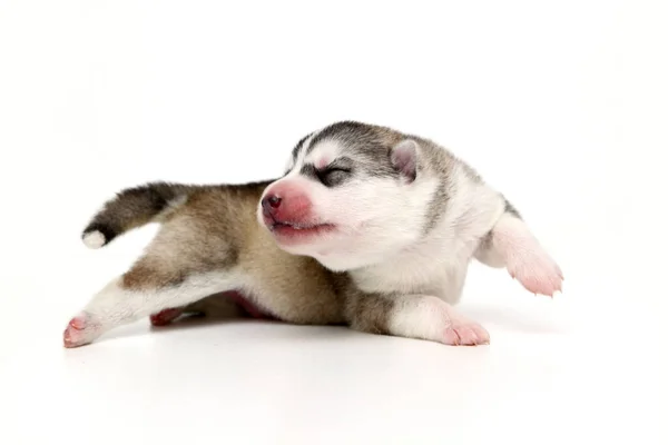 Entzückender Siberian Husky Welpe Auf Weißem Hintergrund — Stockfoto