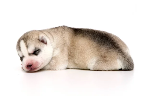 Rozkošné Sibiřské Husky Štěně Bílém Pozadí — Stock fotografie