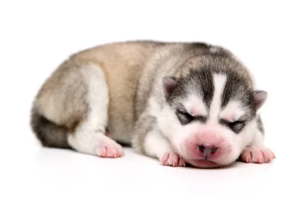 Schattige Siberische Husky Puppy Witte Achtergrond — Stockfoto