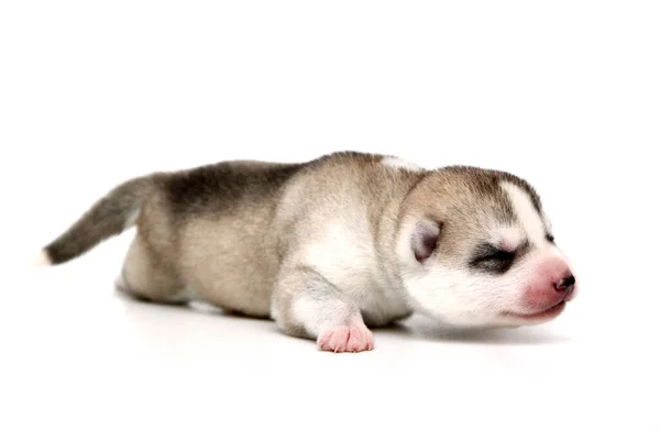 Adorable Cachorro Husky Siberiano Sobre Fondo Blanco — Foto de Stock