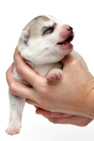 Sevimli Sibirya Husky Köpeği Insan Eliyle Beyaz Arka Planda — Stok fotoğraf