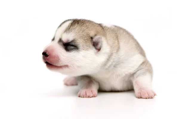 Anjing Husky Siberia Yang Manis Dengan Latar Belakang Putih — Stok Foto