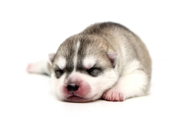 Entzückender Siberian Husky Welpe Auf Weißem Hintergrund — Stockfoto