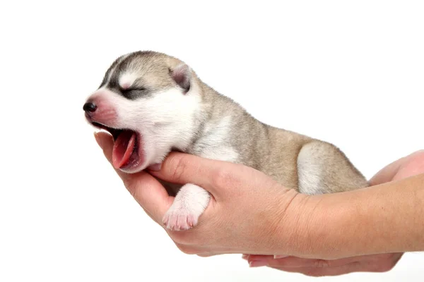 Adorable Cachorro Husky Siberiano Manos Humanas Sobre Fondo Blanco — Foto de Stock