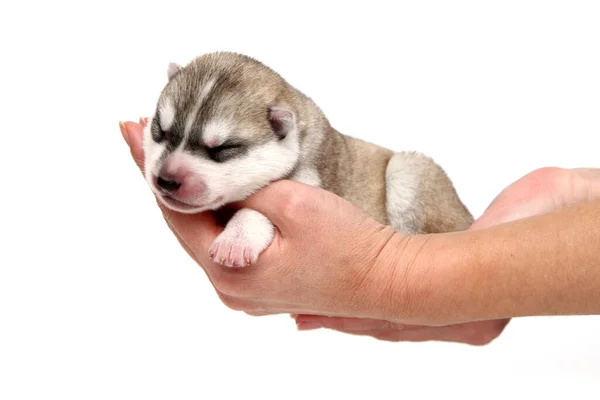 Adorable Cachorro Husky Siberiano Sobre Fondo Blanco — Foto de Stock