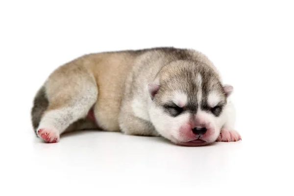 Adorabil Siberian Husky Catelus Fundal Alb — Fotografie, imagine de stoc