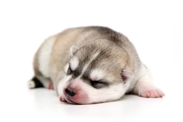 Adorable Cachorro Husky Siberiano Sobre Fondo Blanco — Foto de Stock