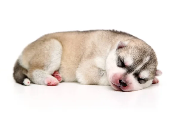 Adorable Chiot Husky Sibérien Sur Fond Blanc — Photo