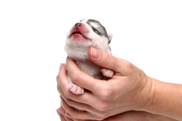 Bedårande Sibiriska Husky Valp Mänskliga Händer Vit Bakgrund — Stockfoto
