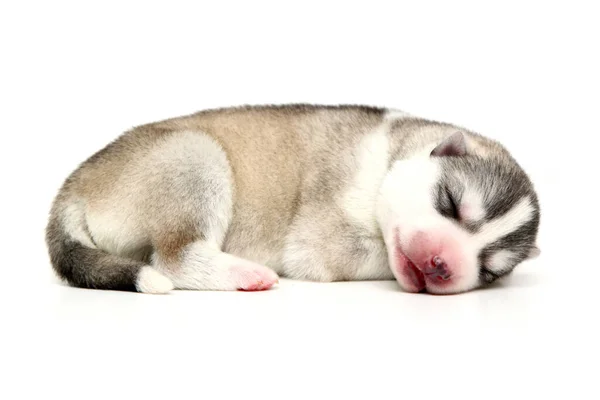 Adorable Chiot Husky Sibérien Sur Fond Blanc — Photo