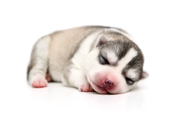 Schattige Siberische Husky Puppy Witte Achtergrond — Stockfoto