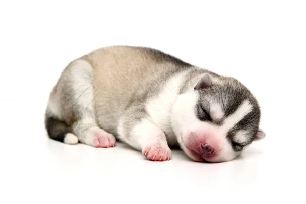 Schattige Siberische Husky Puppy Witte Achtergrond — Stockfoto