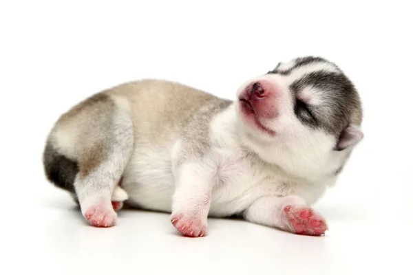 Adorable Siberian Husky Puppy White Background — Stock Photo, Image