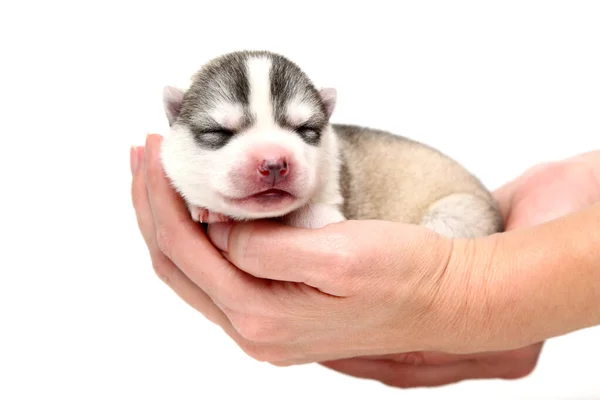 Adorável Siberian Husky Filhote Cachorro Mãos Humanas Sobre Fundo Branco — Fotografia de Stock