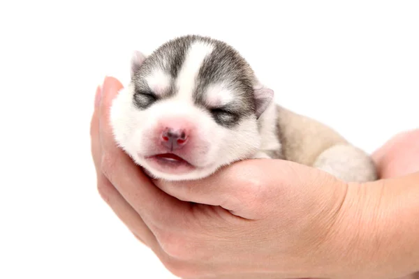 Adorável Siberian Husky Filhote Cachorro Mãos Humanas Sobre Fundo Branco — Fotografia de Stock