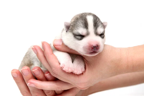 Adorable Chiot Husky Sibérien Dans Les Mains Humaines Sur Fond — Photo