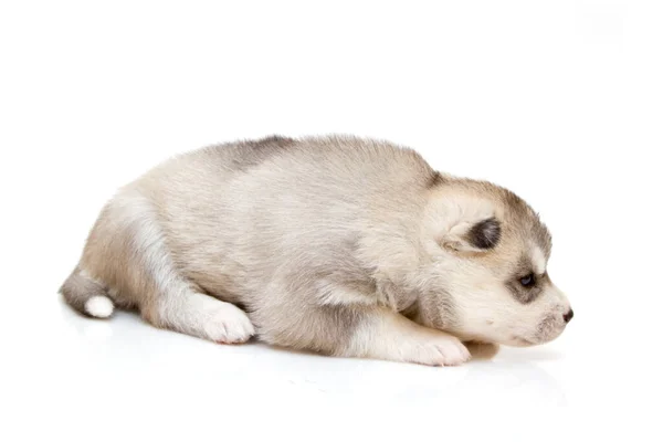 Bedårande Sibiriska Husky Valp Vit Bakgrund — Stockfoto