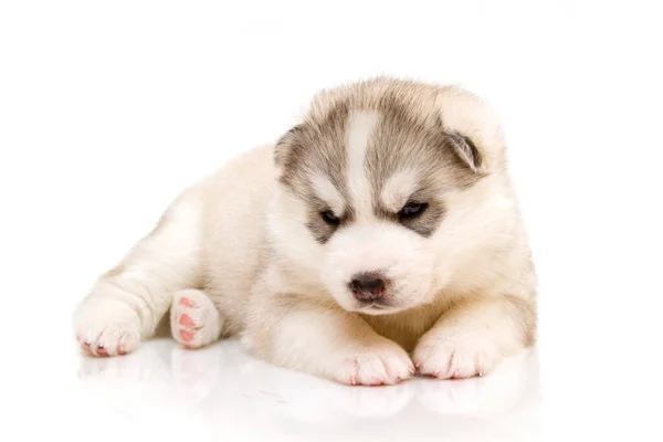 Adorable Cachorro Husky Siberiano Sobre Fondo Blanco —  Fotos de Stock