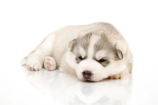 Adorável Siberian Husky Filhote Cachorro Fundo Branco — Fotografia de Stock