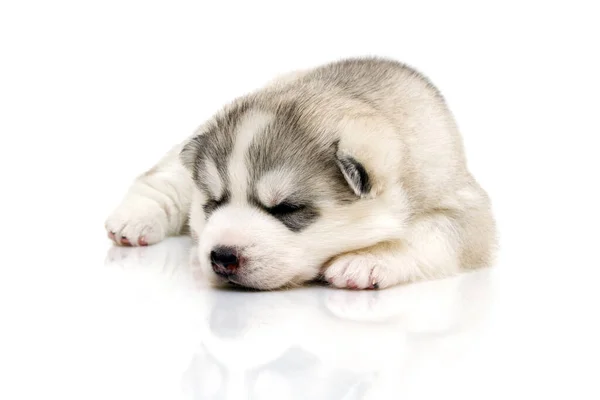 Adorável Siberian Husky Filhote Cachorro Fundo Branco — Fotografia de Stock