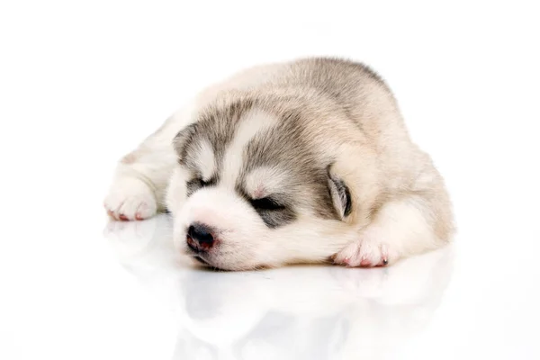 Adorable Chiot Husky Sibérien Sur Fond Blanc — Photo