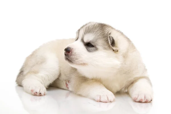 愛らしいシベリアハスキー子犬上の白い背景 — ストック写真