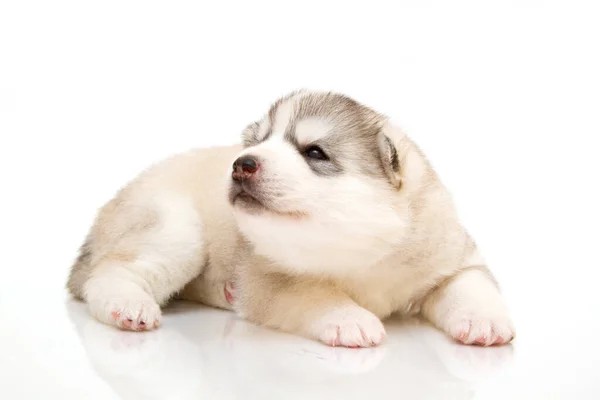 Schattige Siberische Husky Puppy Witte Achtergrond — Stockfoto