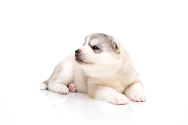 Adorable Cachorro Husky Siberiano Sobre Fondo Blanco —  Fotos de Stock