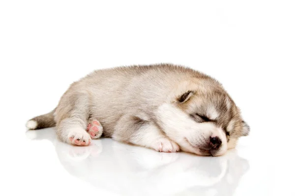 Adorable Cachorro Husky Siberiano Sobre Fondo Blanco —  Fotos de Stock