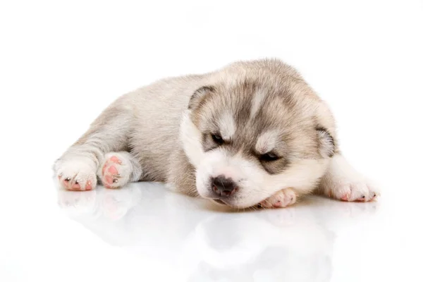 Adorable Siberian Husky Puppy White Background — Stock Photo, Image