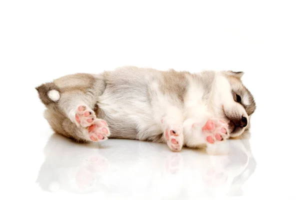 Schattige Siberische Husky Puppy Witte Achtergrond — Stockfoto