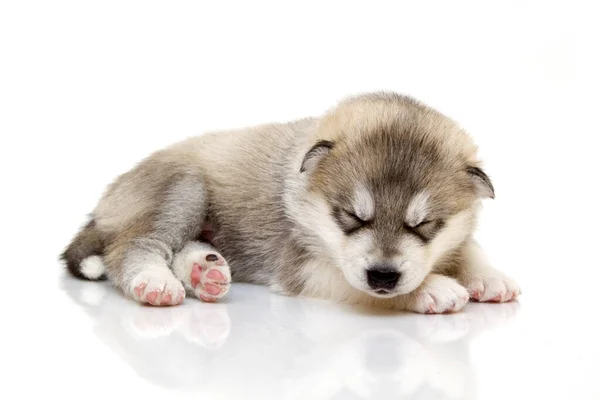 Adorable Siberian Husky Puppy White Background — Stock Photo, Image