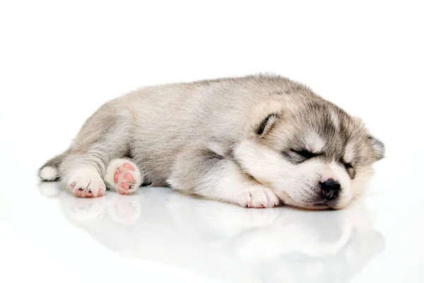 Adorable Cachorro Husky Siberiano Sobre Fondo Blanco — Foto de Stock