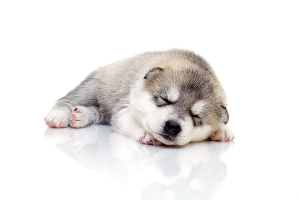 Adorable Cachorro Husky Siberiano Sobre Fondo Blanco — Foto de Stock