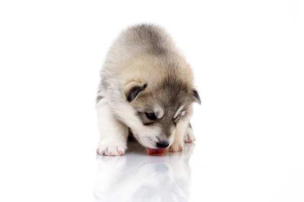 Bedårande Sibiriska Husky Valp Vit Bakgrund — Stockfoto