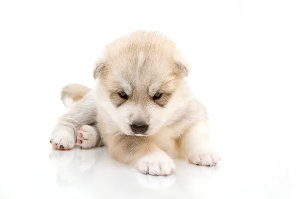 Adorable Cachorro Husky Siberiano Sobre Fondo Blanco —  Fotos de Stock