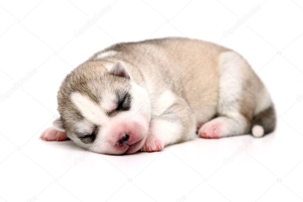 Adorable Siberian Husky puppy on white  background