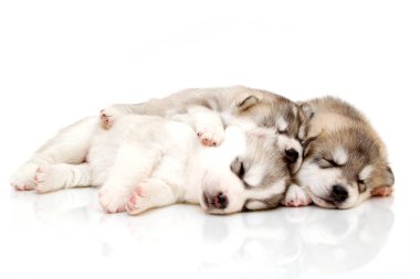 Beyaz arka planda sevimli Sibirya Husky yavruları