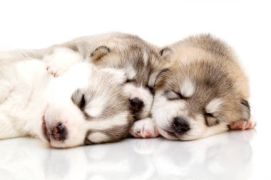 Beyaz arka planda sevimli Sibirya Husky yavruları