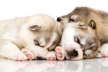 Beyaz arka planda sevimli Sibirya Husky yavruları