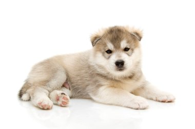 Beyaz arka planda sevimli Sibirya Husky köpeği