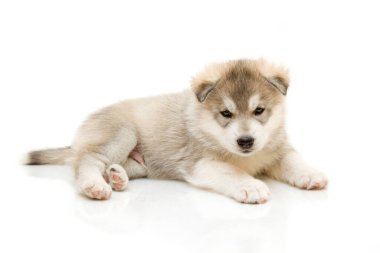 Beyaz arka planda sevimli Sibirya Husky köpeği