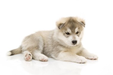 Beyaz arka planda sevimli Sibirya Husky köpeği