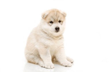 Beyaz arka planda sevimli Sibirya Husky köpeği